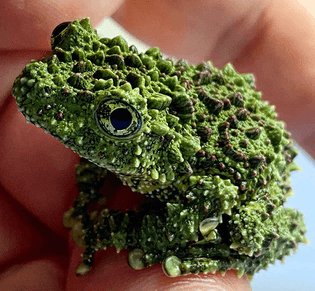 Moss frog, Vietnam