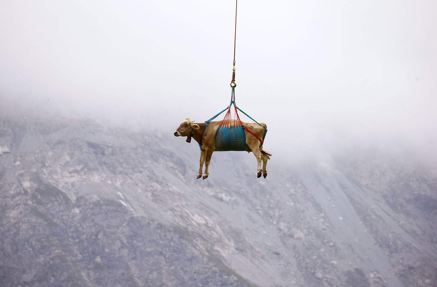 Alpine helicopter cow