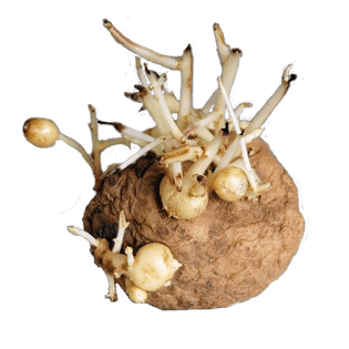 potato1.png