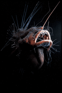 29sci-anglerfish1-articlelarge.jpg?quality=75-auto=webp-disable=upscale