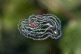 2560px-orb_weaver_spider_-cyclosa_sp.-_web_stabilimentum.jpg