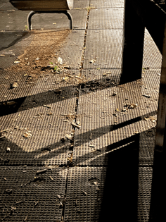 park shadows print