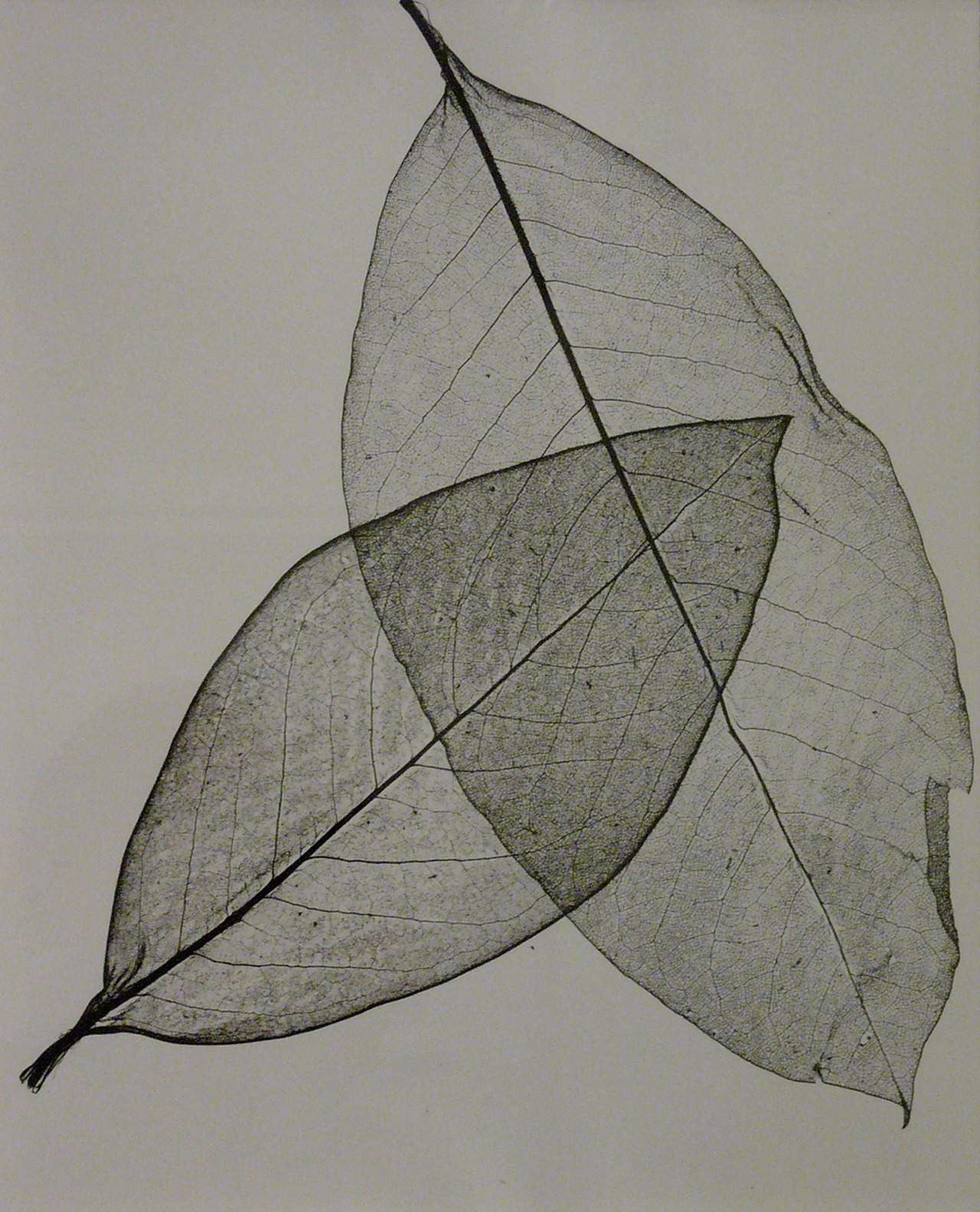 Herbert Matter, Two Transparent Leaves, 1945