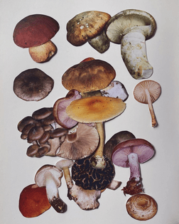 Raquel Andres, The Mushroom Series 