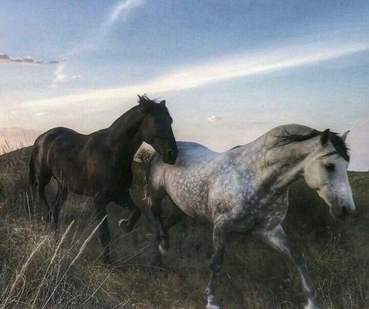 Эстетика лошади