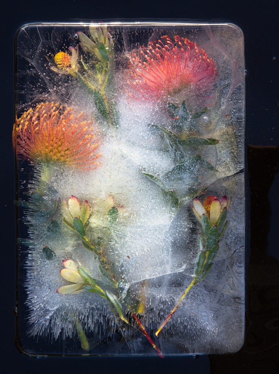 Цветы и лед картина живопись