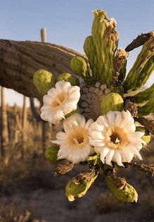 saguaro-blooms.jpeg
