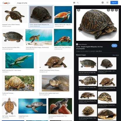 image of turtle - Google Search