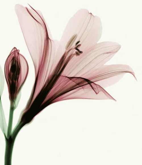 lily-flower.jpeg