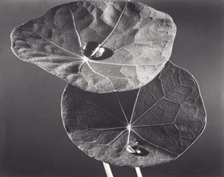 Nasturtium leaves
1981, Max Dupain