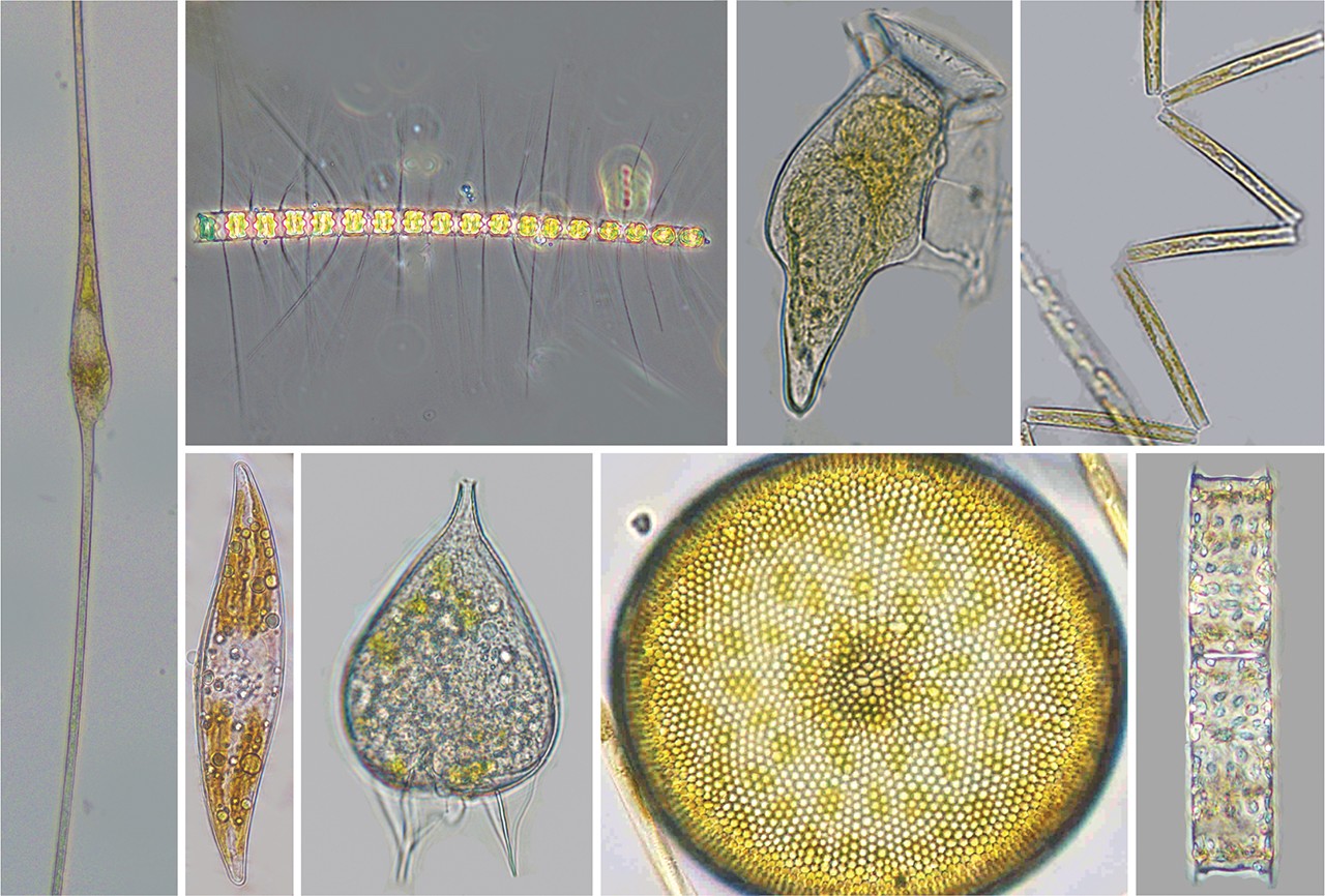 Фитопланктон дать определение
