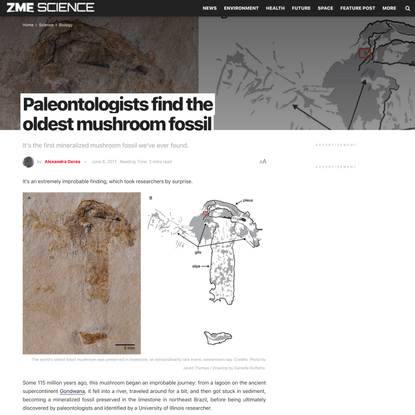 Paleontologists find the oldest mushroom fossil