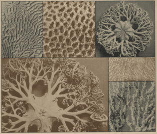 Coral patterns. Martin Gerlach, photographer. Formenwelt aus dem Naturreiche. 1904.