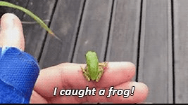 rm of bts found a frog