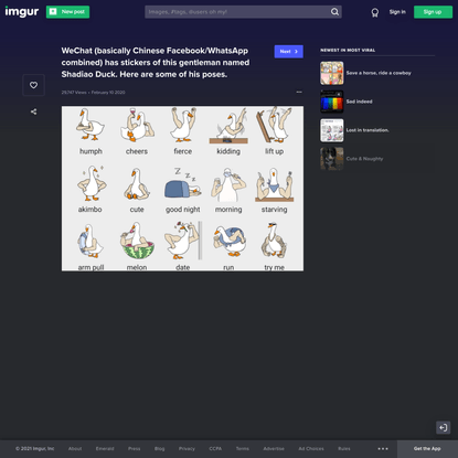WeChat (basically Chinese Facebook/WhatsApp combined) has stickers of this gentleman named Shadiao Duck. Here are some of hi...