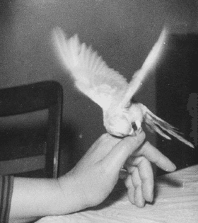 Len Howard, "Living with Birds," 1956