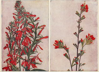 Image  Cardinal flower (left) and painted cup (right). Nature’s garden. 1927.