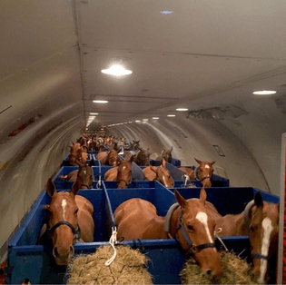 Horses in an airplane