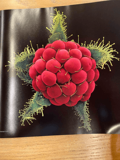 Rubus phoenicolasius