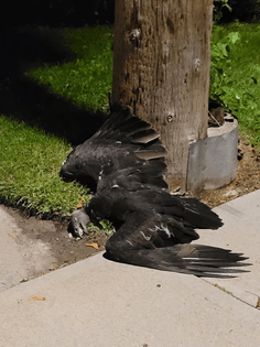 53e11374-be6e-4867-9dff-9bacb9eeb584.jpg