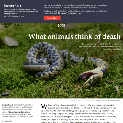 Animals wrestle with the concept of death and mortality | Aeon Essays
