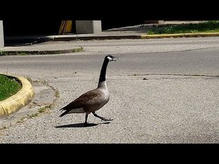 Untitled Goose Video