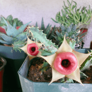 Huernia Cactus (flowers the look like assholes)