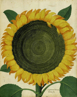 Sunflower, Ulisse Aldrovandi | Italian b.1522 