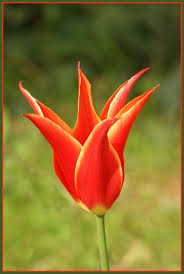 османский тюльпан орнамент. османский орнамент. османский орнамент. тюльпан орнамент. турецкий орнамент турция тюльпаны.