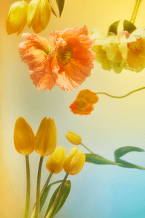 goodspeed_gonot_twelve_tulips.png?format=1500w