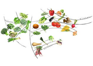 Vegetable diagram attempt 1