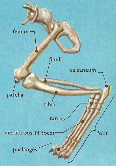 Строение лапок. Строение передней лапы кошки кости. Строение кошачьей лапы скелет. Анатомия костей задних конечностей кошки. Лапа кошки анатомия костей.