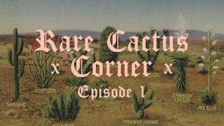 The Hot Cactus Experience: Episode One