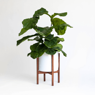 Mid-Century Modern Planter, Plant Stand with 10" Ceramic Pot - $65.00 USD