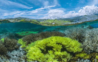 13-Coral-bleaching-in-New-Caledonia.jpeg