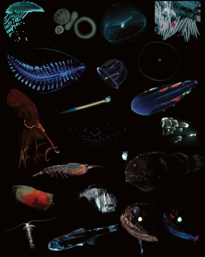 Gallery of marine bioluminescent organisms. 