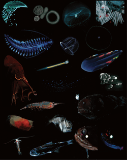 Gallery of marine bioluminescent organisms. 