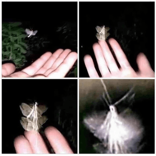 fairy 