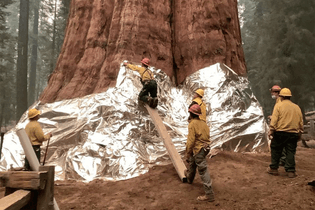 Giant sequoias struggle to withstand the intensity of recent fires.    Soumya Karlamangla By Soumya Karlamangla Sept. 21, 2021  ImageFirefighters applied foil wrap to protect General Sherman, a sequoia estimated to be around 2,300 to 2,700 years old. Firefighters applied foil wrap to protect General Sherman, a sequoia estimated to be around 2,300 to 2,700 years old.