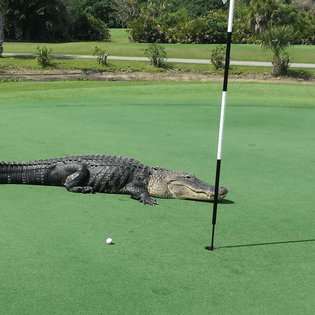 8e67ad5b-alligator-golf-course.jpeg