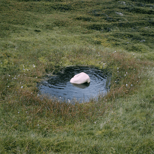 rock in pond in grass
