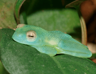 Glass frog (cochranella granulosa)