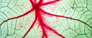 fractals-leaf-caro.webp