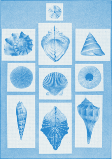 Blue shells. Applied Drawing. 1916. Processed image. Internet Archive 
