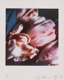 Cy Twombly - Tulips III no. 1 (1993)