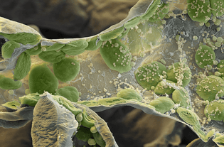 chloroplasts-plant-cells-magnified.jpg