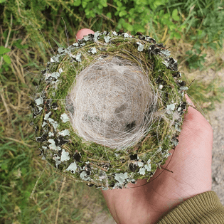 Chaffinch nest