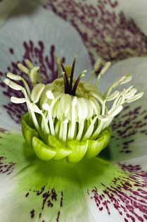 helleborus-orientalis-flower-structure-dr-jeremy-burgessscience-photo-library.jpg