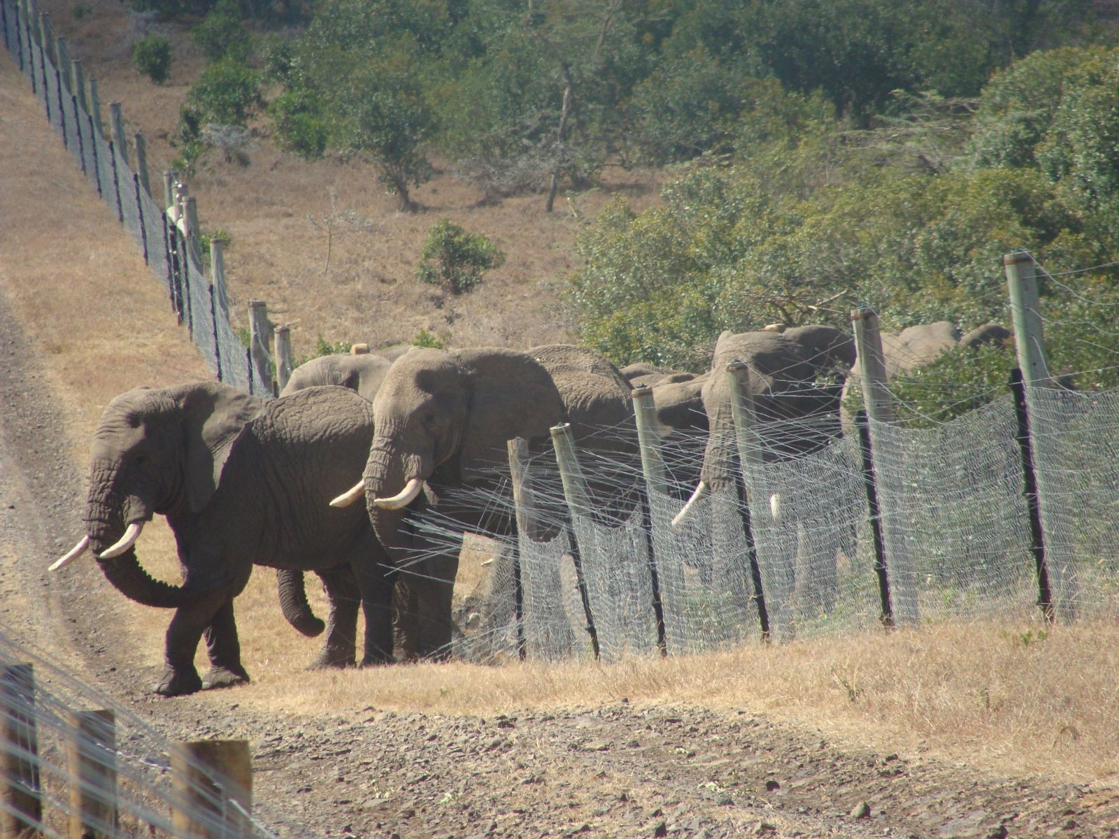 elephants-and-fences.jpg