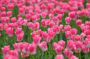 A Field of Pink Tulips, by Ronda Broatch